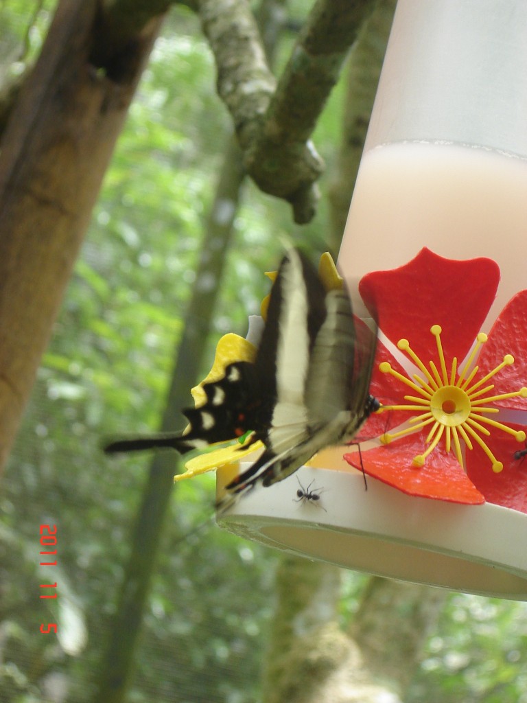 Foto: Parque das Aves. - Foz do Iguazú (Paraná), Brasil