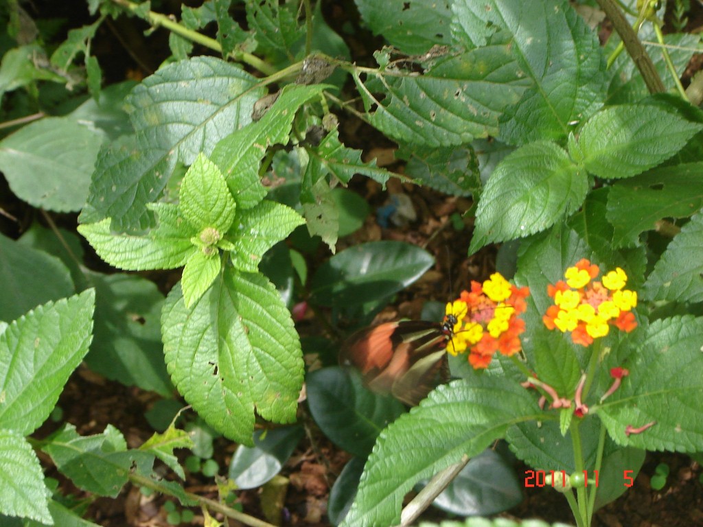 Foto: Parque das Aves. - Foz do Iguazú (Paraná), Brasil