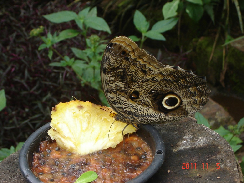 Foto: Parque das Aves. - Foz do Iguazú (Paraná), Brasil