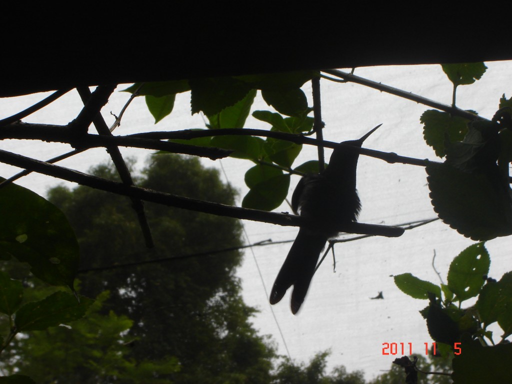 Foto: Parque das Aves. - Foz do Iguazú (Paraná), Brasil
