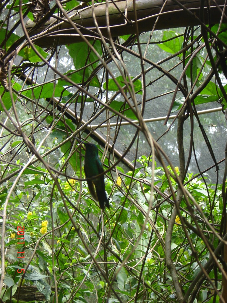 Foto: Parque das Aves. - Foz do Iguazú (Paraná), Brasil