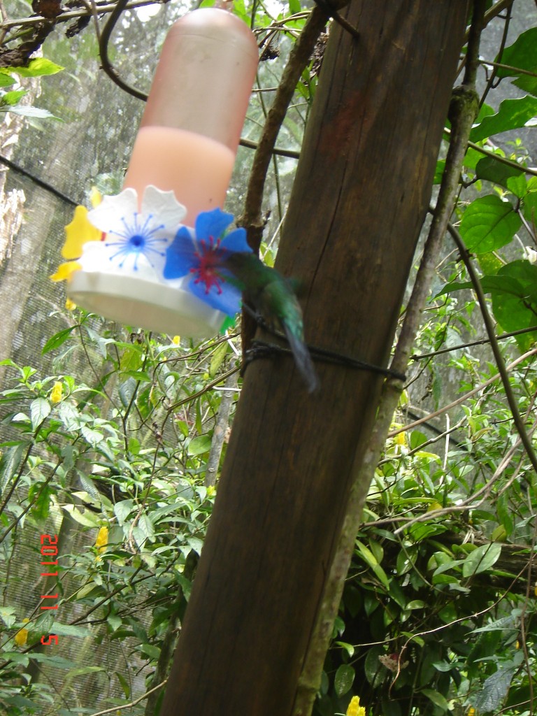 Foto: Parque das Aves. - Foz do Iguazú (Paraná), Brasil