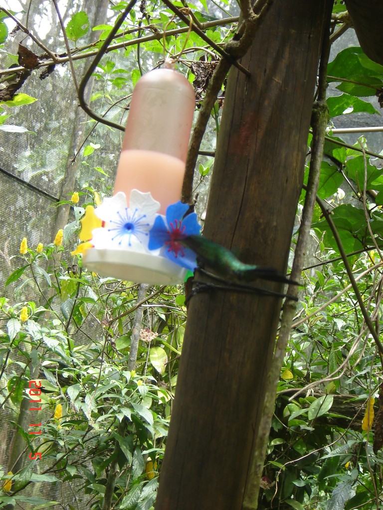 Foto: Parque das Aves. - Foz do Iguazú (Paraná), Brasil
