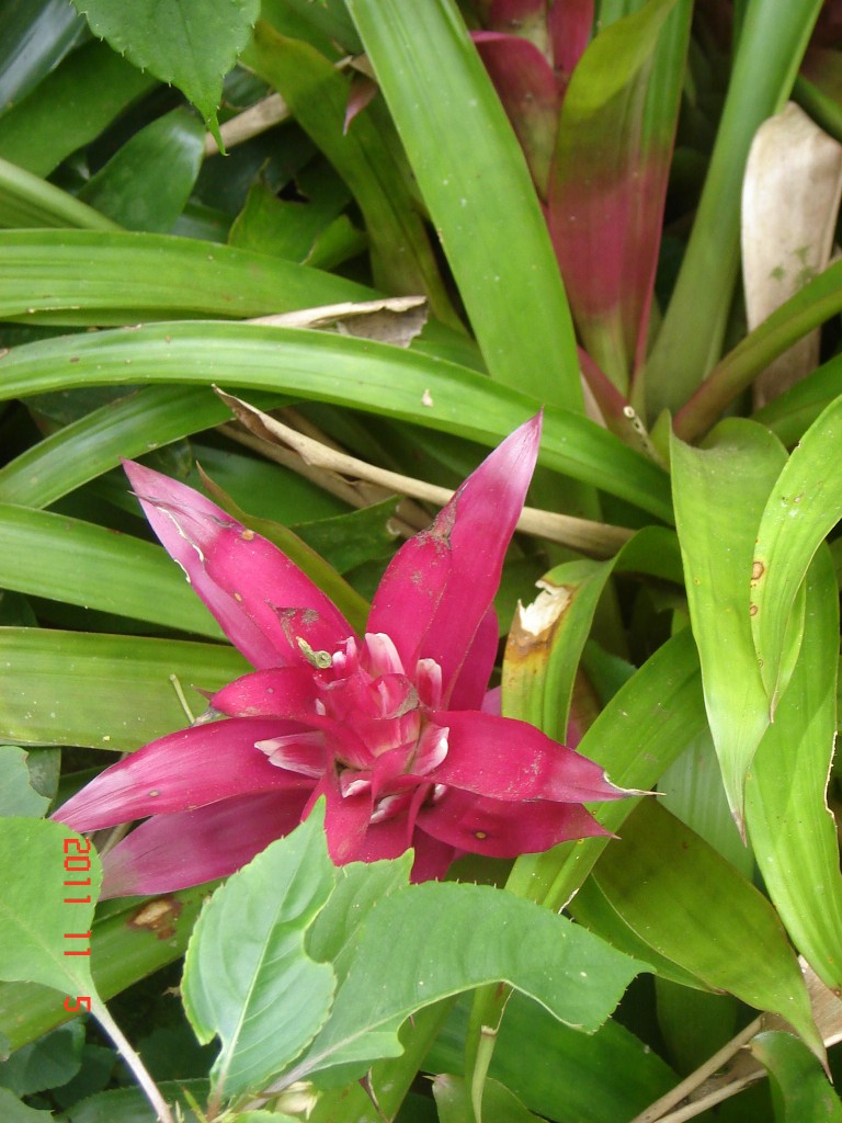 Foto: Parque das Aves. - Foz do Iguazú (Paraná), Brasil