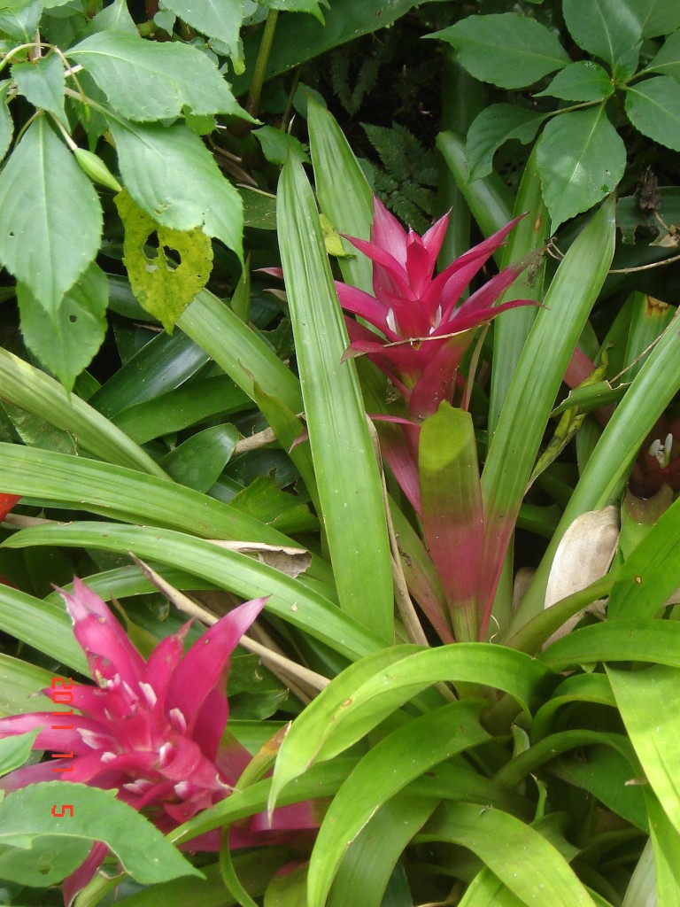 Foto: Parque das Aves. - Foz do Iguazú (Paraná), Brasil