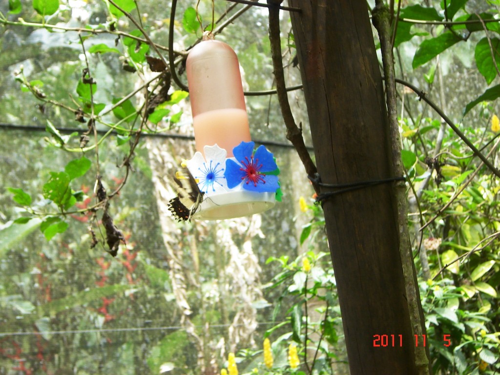 Foto: Parque das Aves. - Foz do Iguazú (Paraná), Brasil