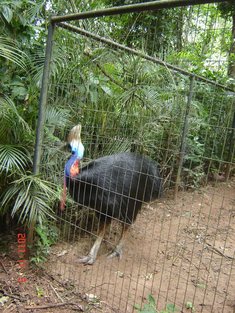 Foto: Parque das Aves. - Foz do Iguazú (Paraná), Brasil