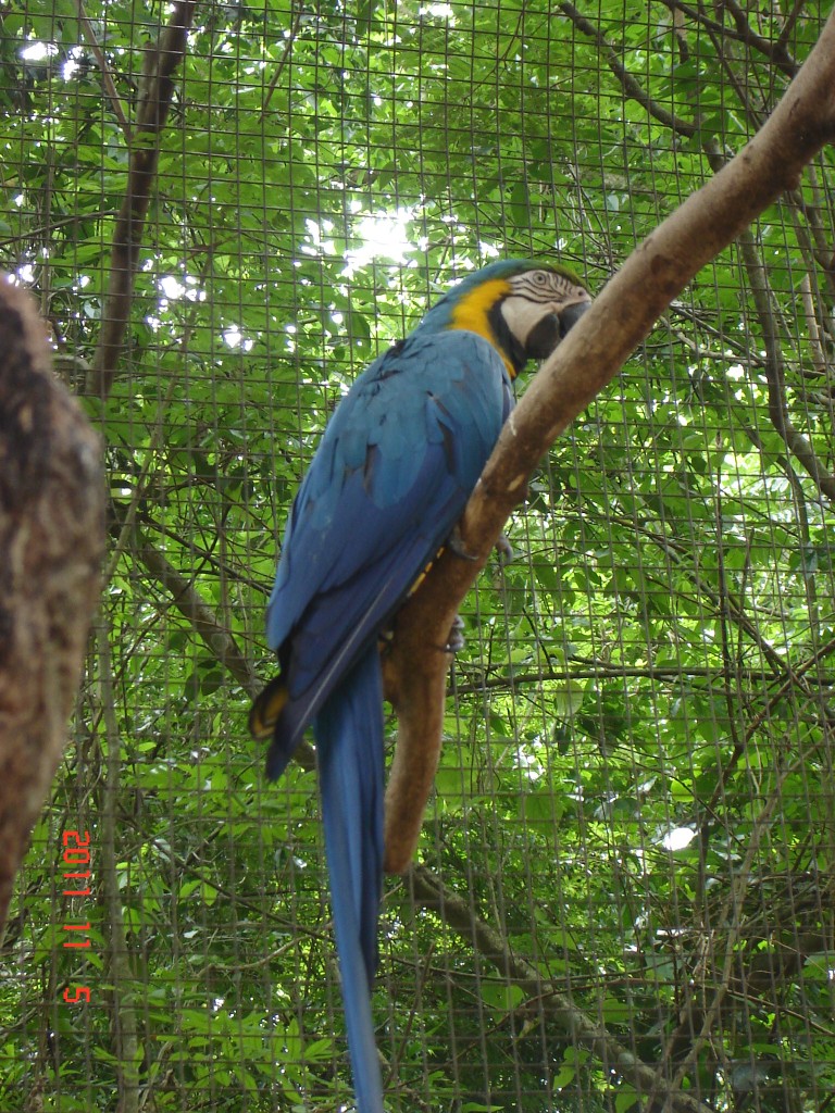 Foto: Parque das Aves. - Foz do Iguazú (Paraná), Brasil