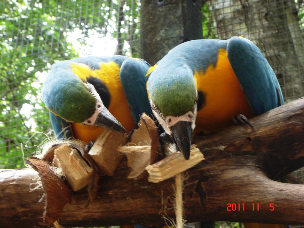 Foto: Parque das Aves. - Foz do Iguazú (Paraná), Brasil