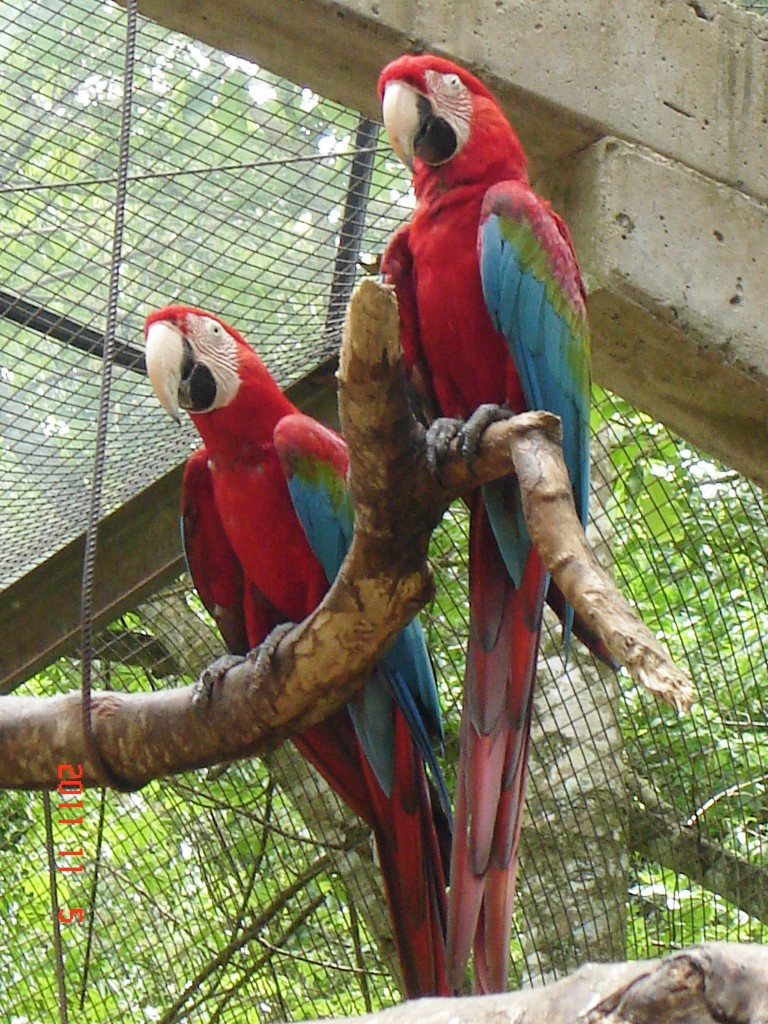 Foto: Parque das Aves. - Foz do Iguazú (Paraná), Brasil