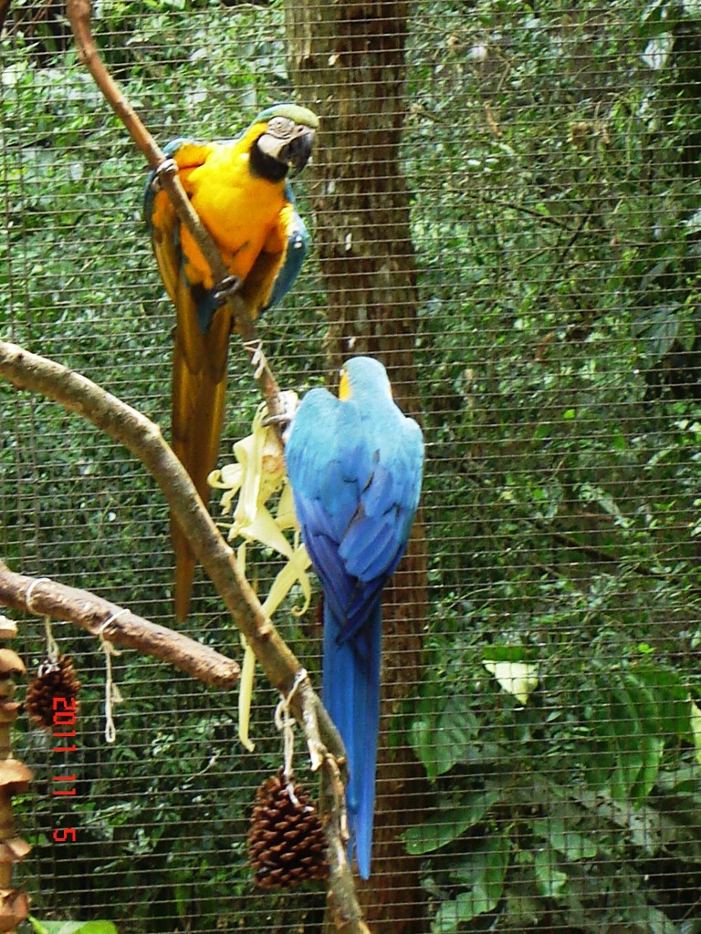 Foto: Parque das Aves. - Foz do Iguazú (Paraná), Brasil