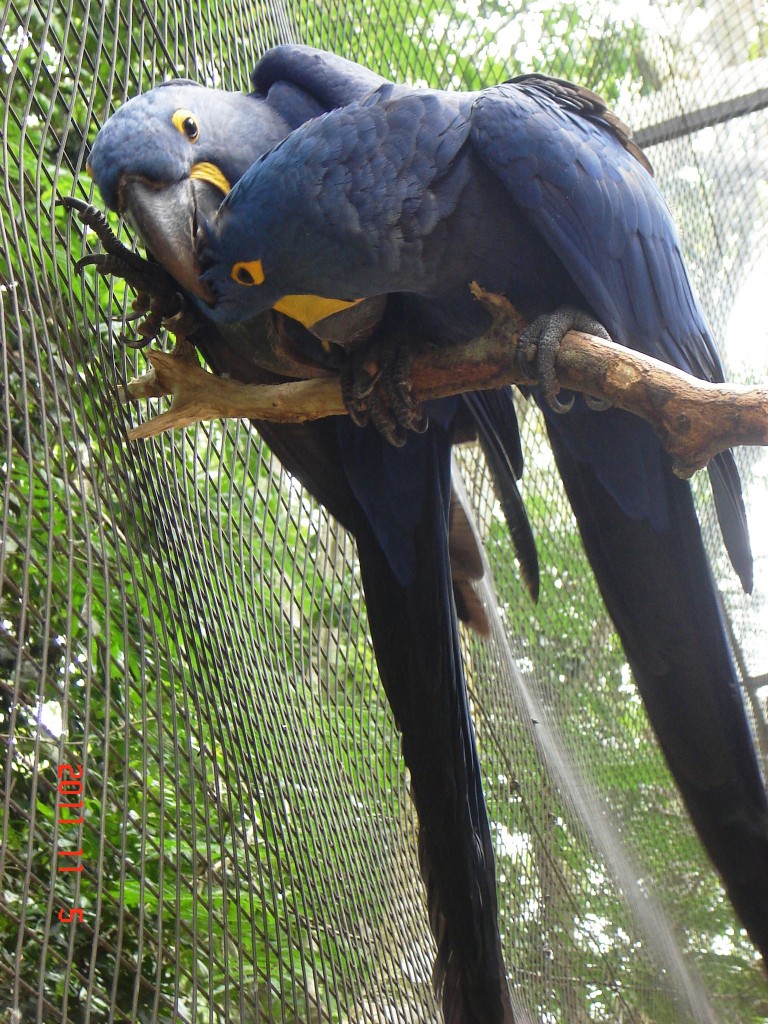 Foto: Parque das Aves. - Foz do Iguazú (Paraná), Brasil