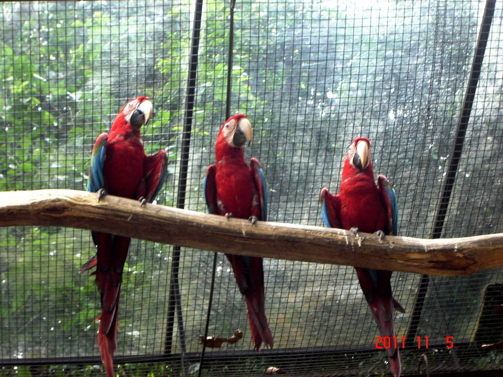 Foto: Parque das Aves. - Foz do Iguazú (Paraná), Brasil