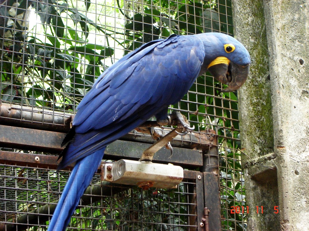 Foto: Parque das Aves. - Foz do Iguazú (Paraná), Brasil
