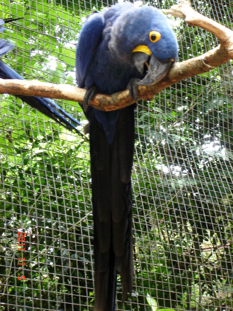 Foto: Parque das Aves. - Foz do Iguazú (Paraná), Brasil