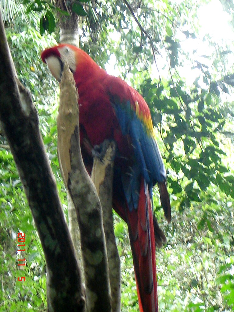 Foto: Parque das Aves. - Foz do Iguazú (Paraná), Brasil