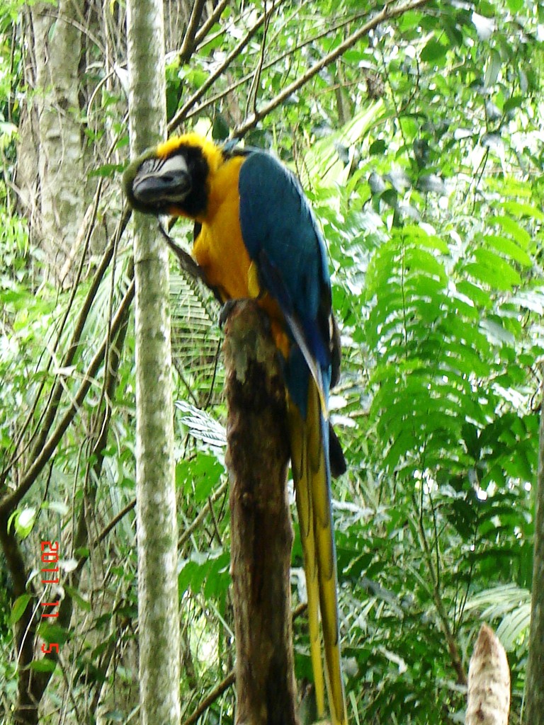 Foto: Parque das Aves. - Foz do Iguazú (Paraná), Brasil