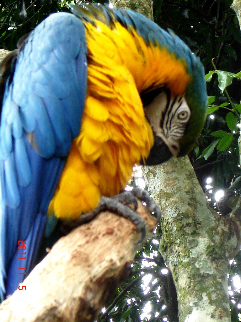 Foto: Parque das Aves. - Foz do Iguazú (Paraná), Brasil