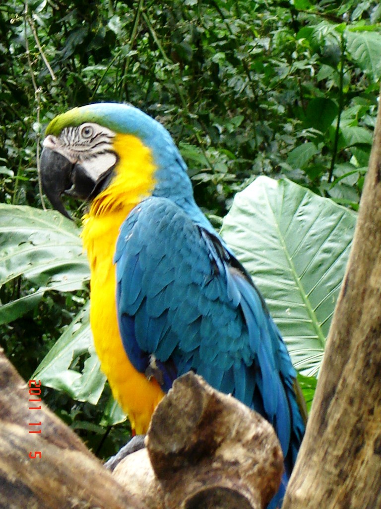 Foto: Parque das Aves. - Foz do Iguazú (Paraná), Brasil