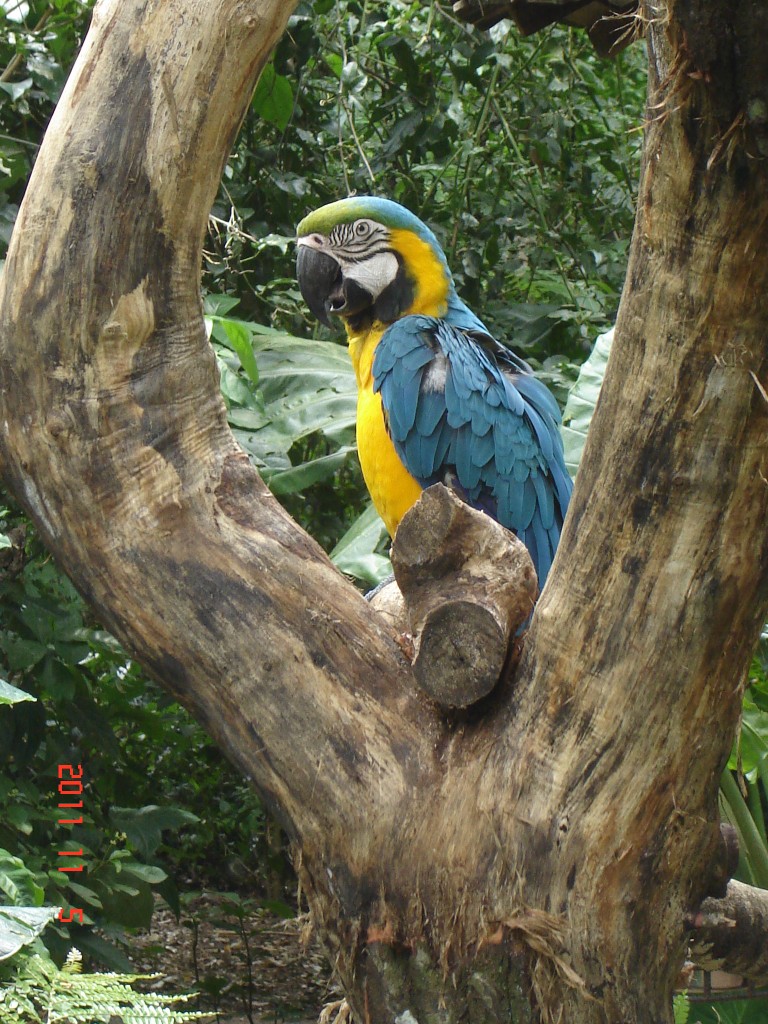 Foto: Parque das Aves. - Foz do Iguazú (Paraná), Brasil