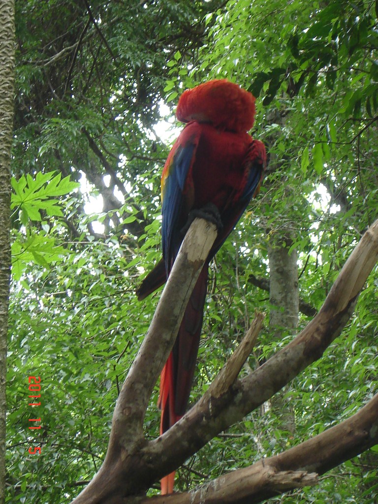 Foto: Parque das Aves. - Foz do Iguazú (Paraná), Brasil