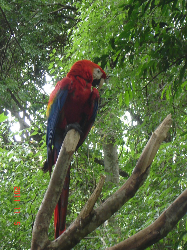Foto: Parque das Aves. - Foz do Iguazú (Paraná), Brasil
