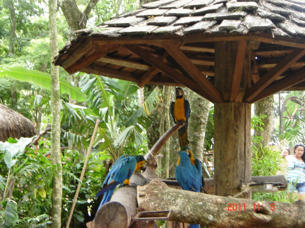 Foto: Parque das Aves. - Foz do Iguazú (Paraná), Brasil