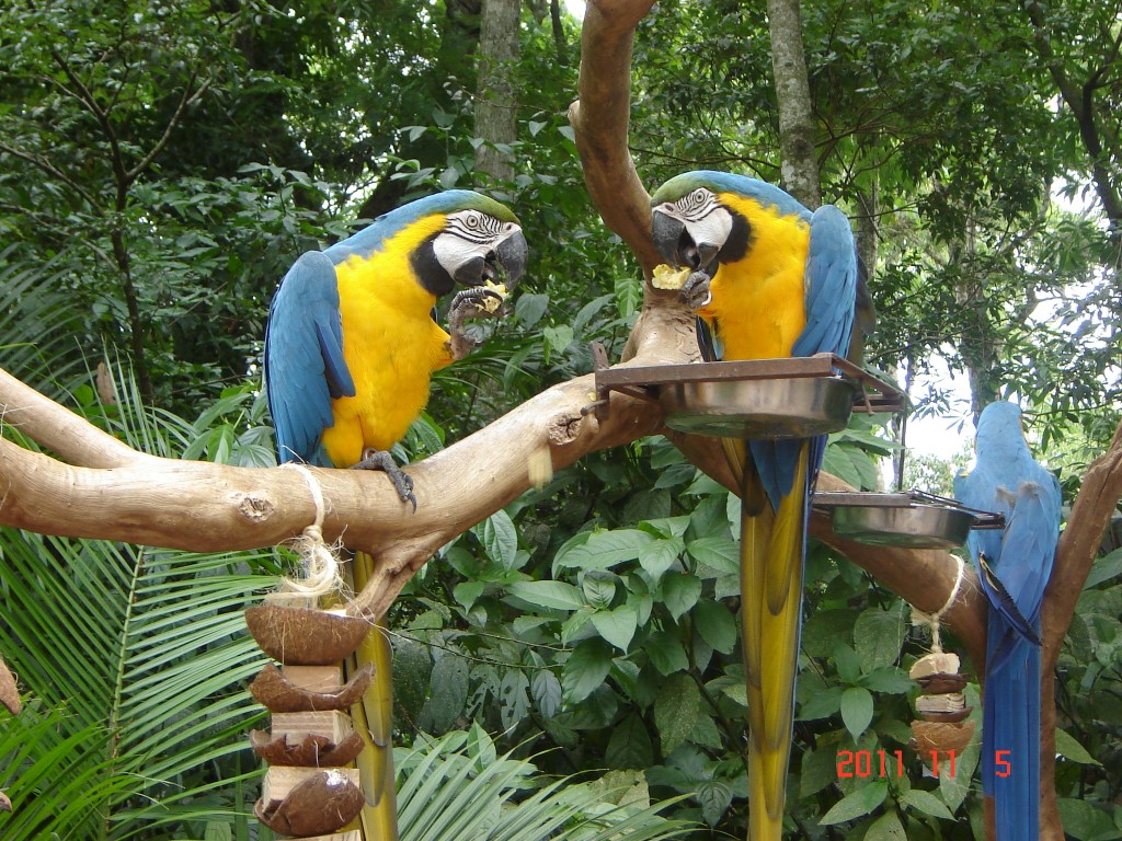 Foto: Parque das Aves. - Foz do Iguazú (Paraná), Brasil