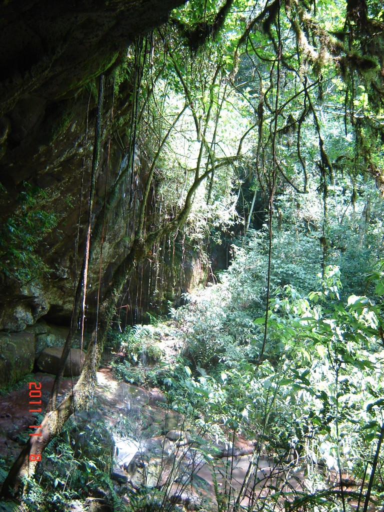Foto: Caminata por la selva. - El Soberbio (Misiones), Argentina