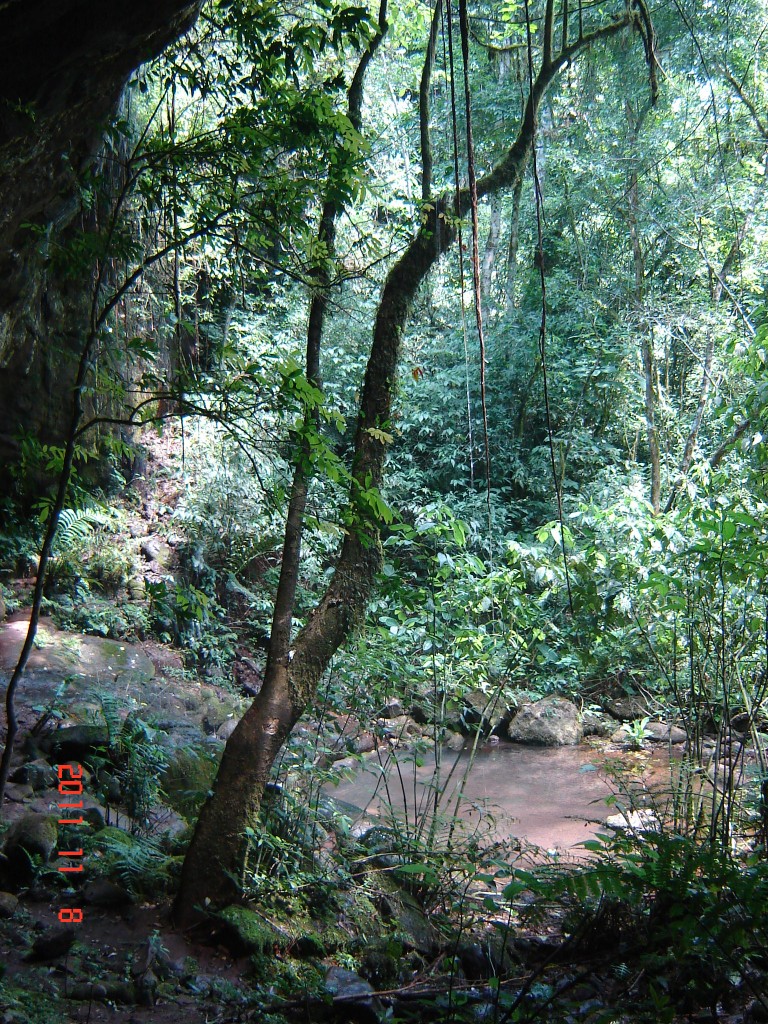 Foto: Caminata por la selva. - El Soberbio (Misiones), Argentina