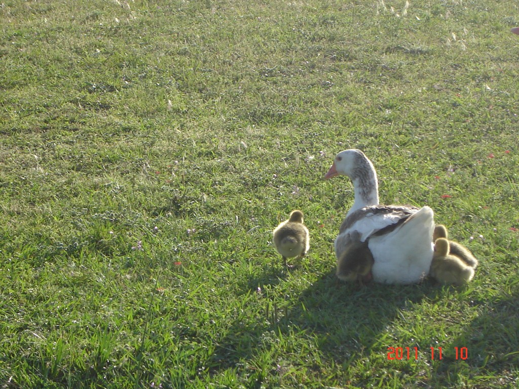 Foto: Termas - San José (Entre Ríos), Argentina
