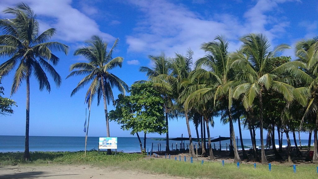 Foto: palmeras - Junquillal (Guanacaste), Costa Rica