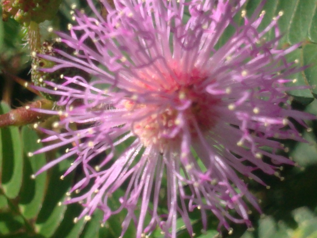 Foto de Papagayo (Guanacaste), Costa Rica