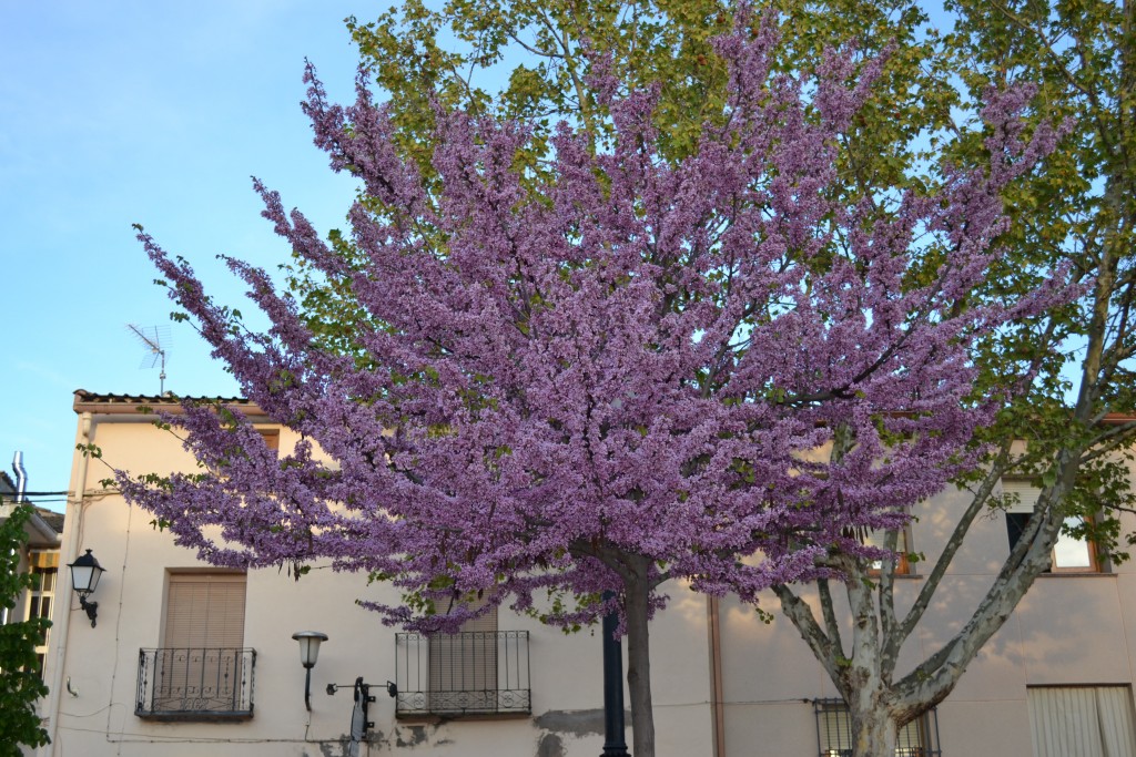 Foto: Plaza - Mazarulleque (Cuenca), España