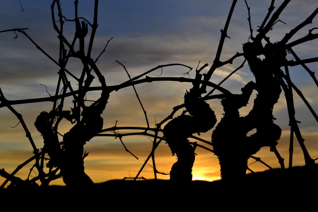 Foto: Xarel.lo - Santa Maria de Foix (Barcelona), España