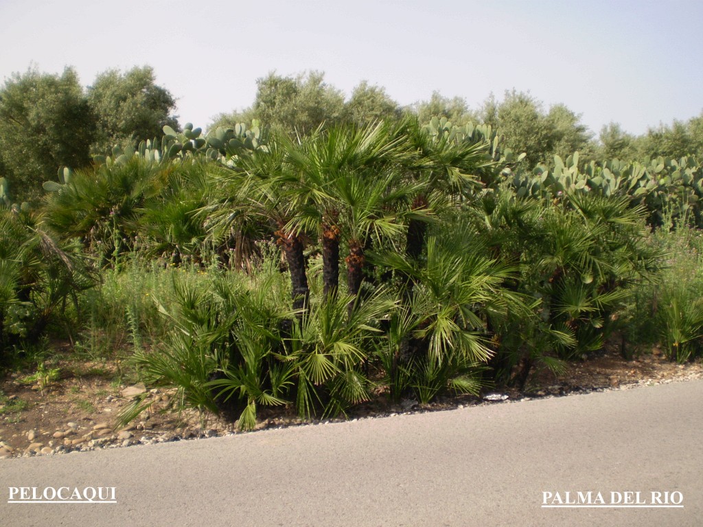 Foto de Palma Del Rio (Córdoba), España