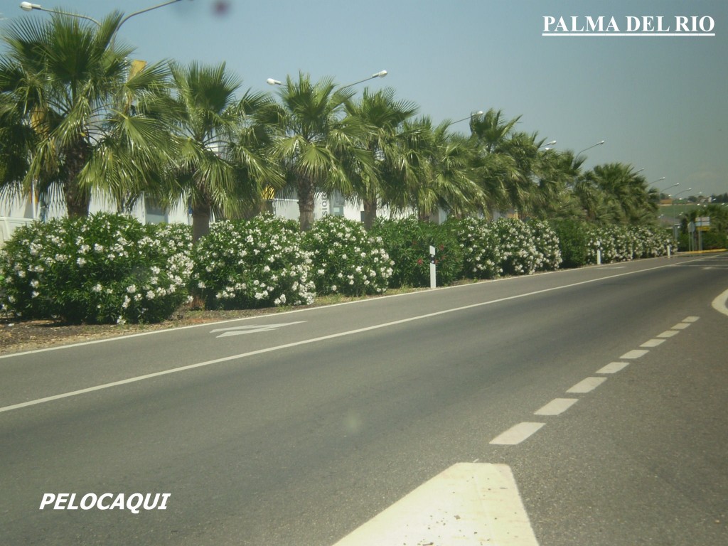Foto de Palma Del Rio (Córdoba), España