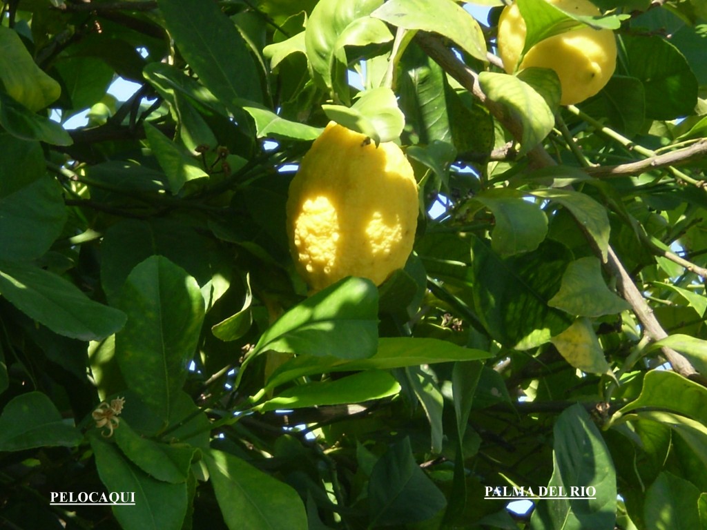 Foto de Palma Del Rio (Córdoba), España