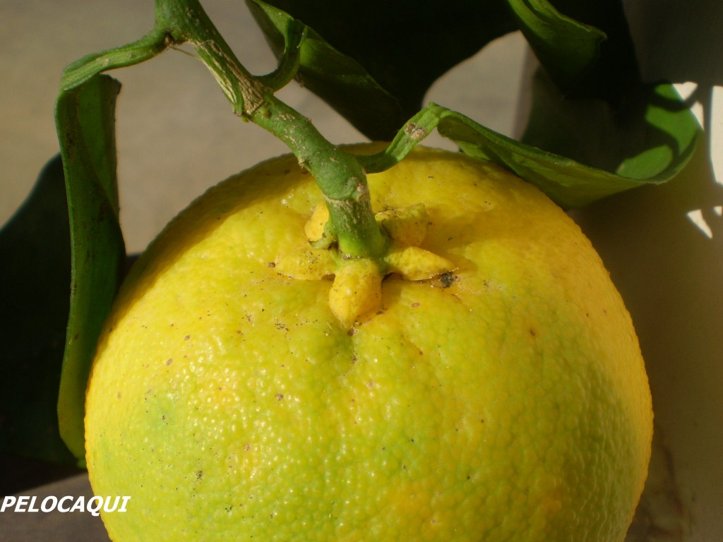 Foto de Palma Del Rio (Córdoba), España