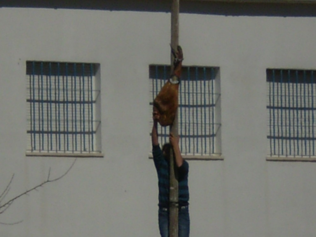 Foto de Palma Del Rio (Córdoba), España