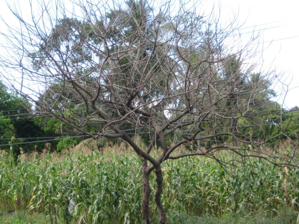 Foto de Tapachula (Chiapas), México