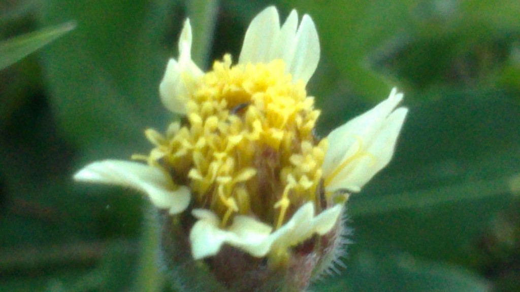 Foto de Papagayo (Guanacaste), Costa Rica