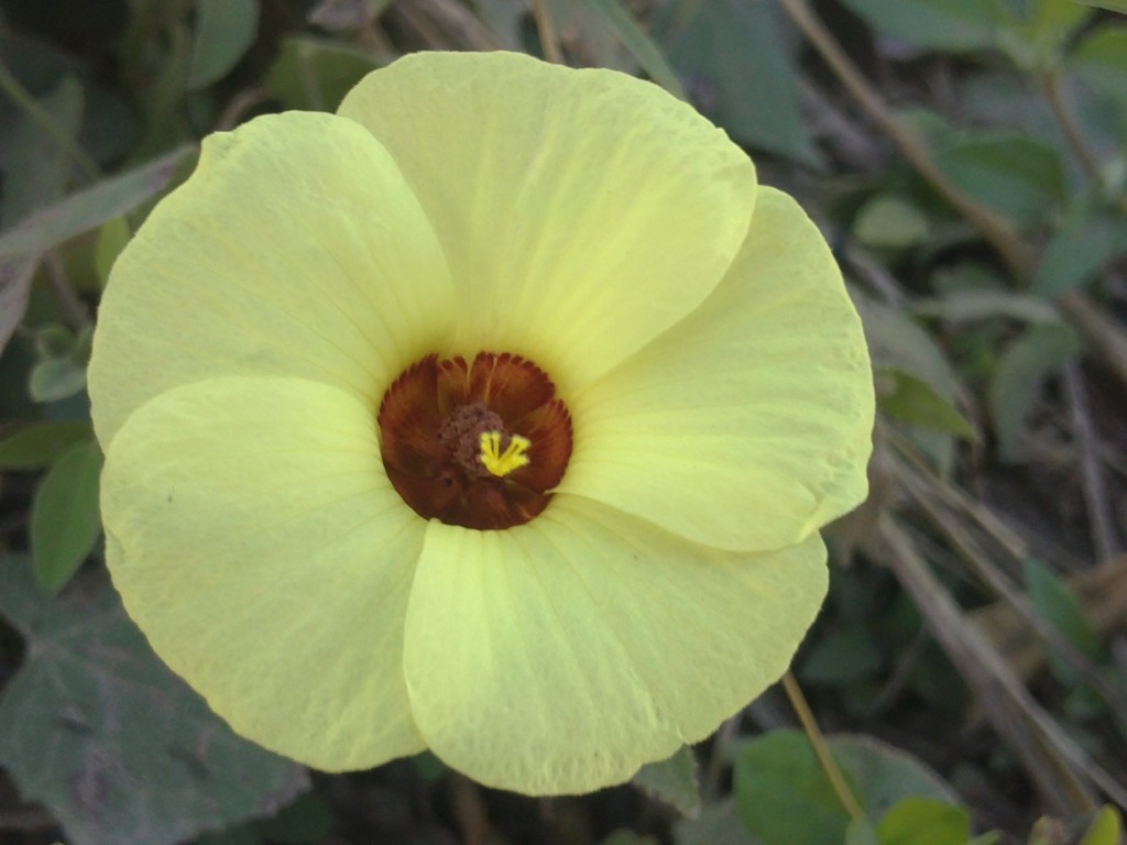 Foto de Papagayo (Guanacaste), Costa Rica