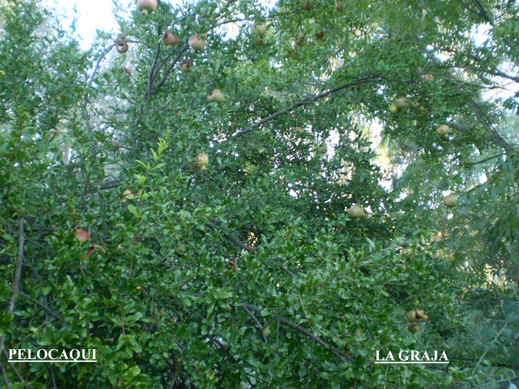 Foto: PELOCAQUI - Palma Del Rio (Córdoba), España