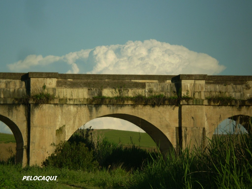 Foto: PELOCAQUI - Palma Del Rio (Córdoba), España