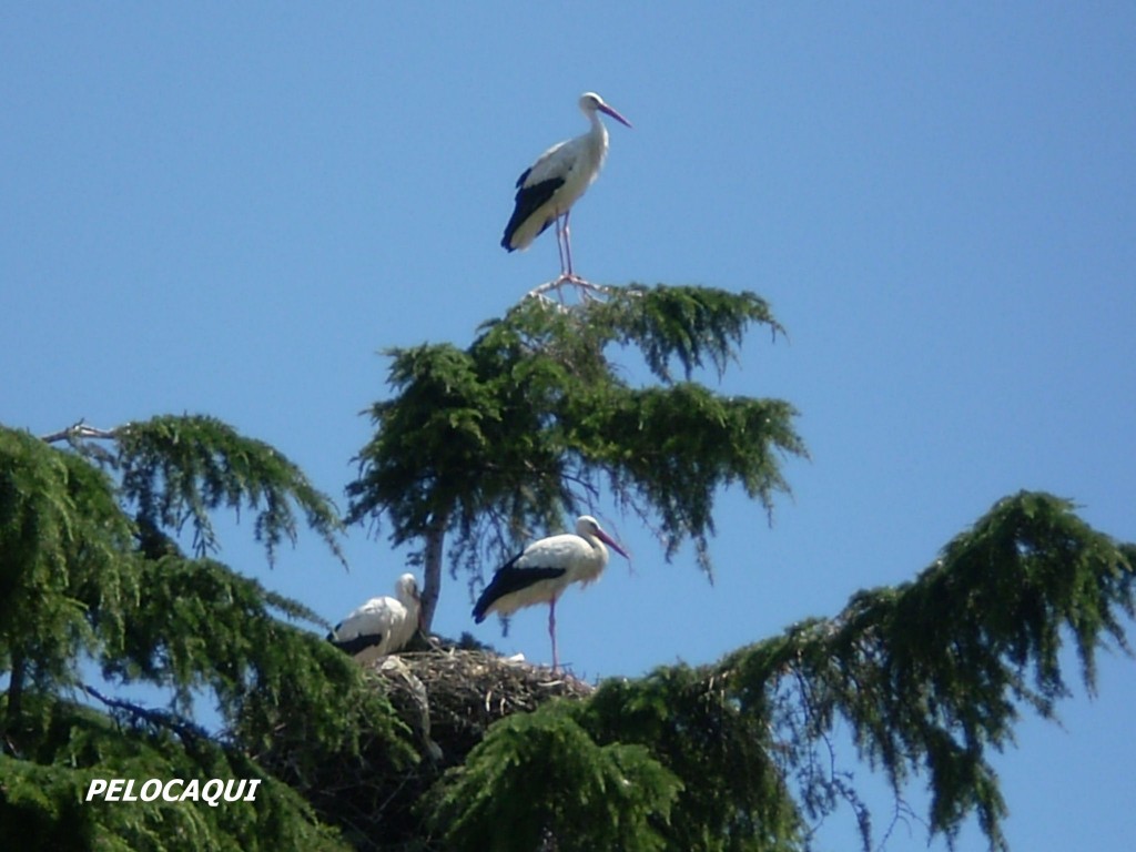 Foto: PELOCAQUI - Palma Del Rio (Córdoba), España