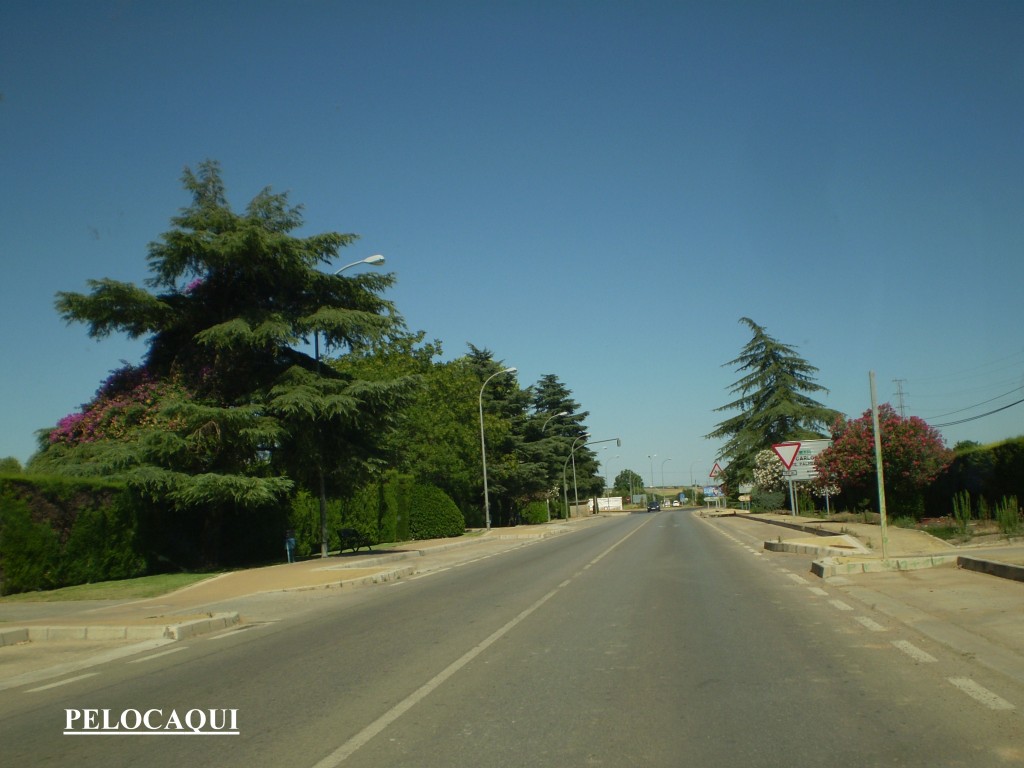 Foto: PELOCAQUI - Palma Del Rio (Córdoba), España