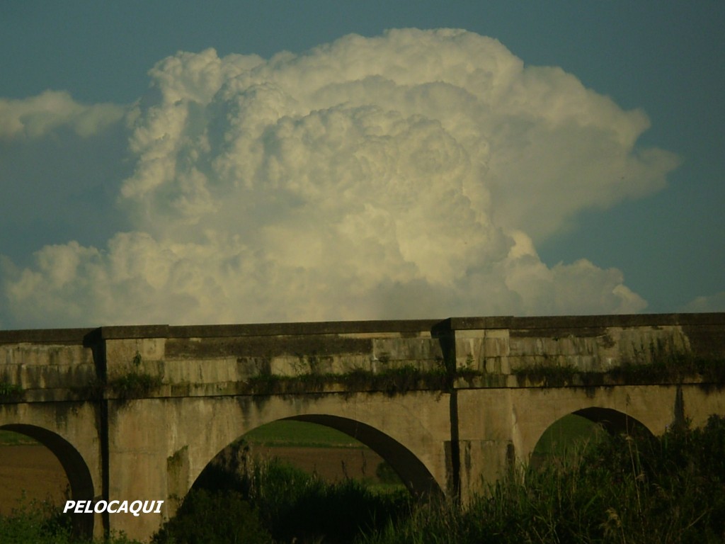 Foto: PELOCAQUI - Palma Del Rio (Córdoba), España