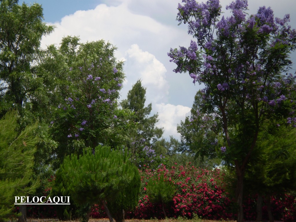 Foto: PELOCAQUI - Palma Del Rio (Córdoba), España