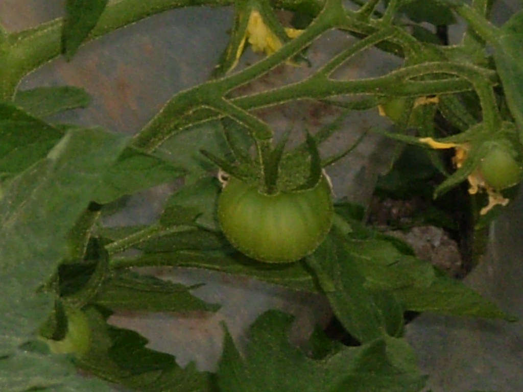 Foto: PELOCAQUI - Palma Del Ro (Córdoba), España